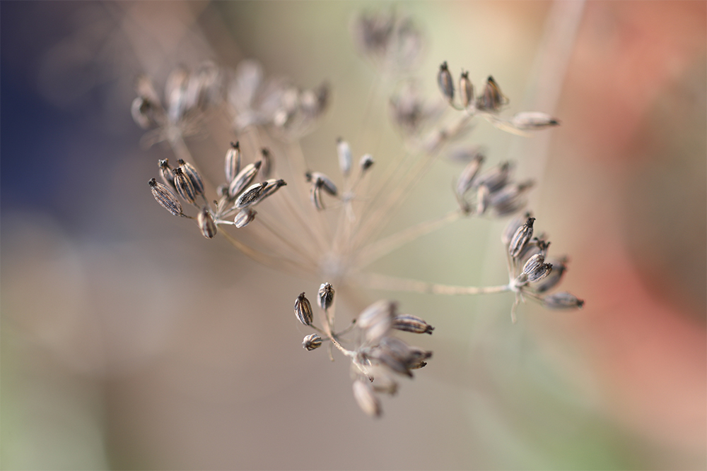 ブロンズフェンネルのシード。時には種取りして植えることもある。