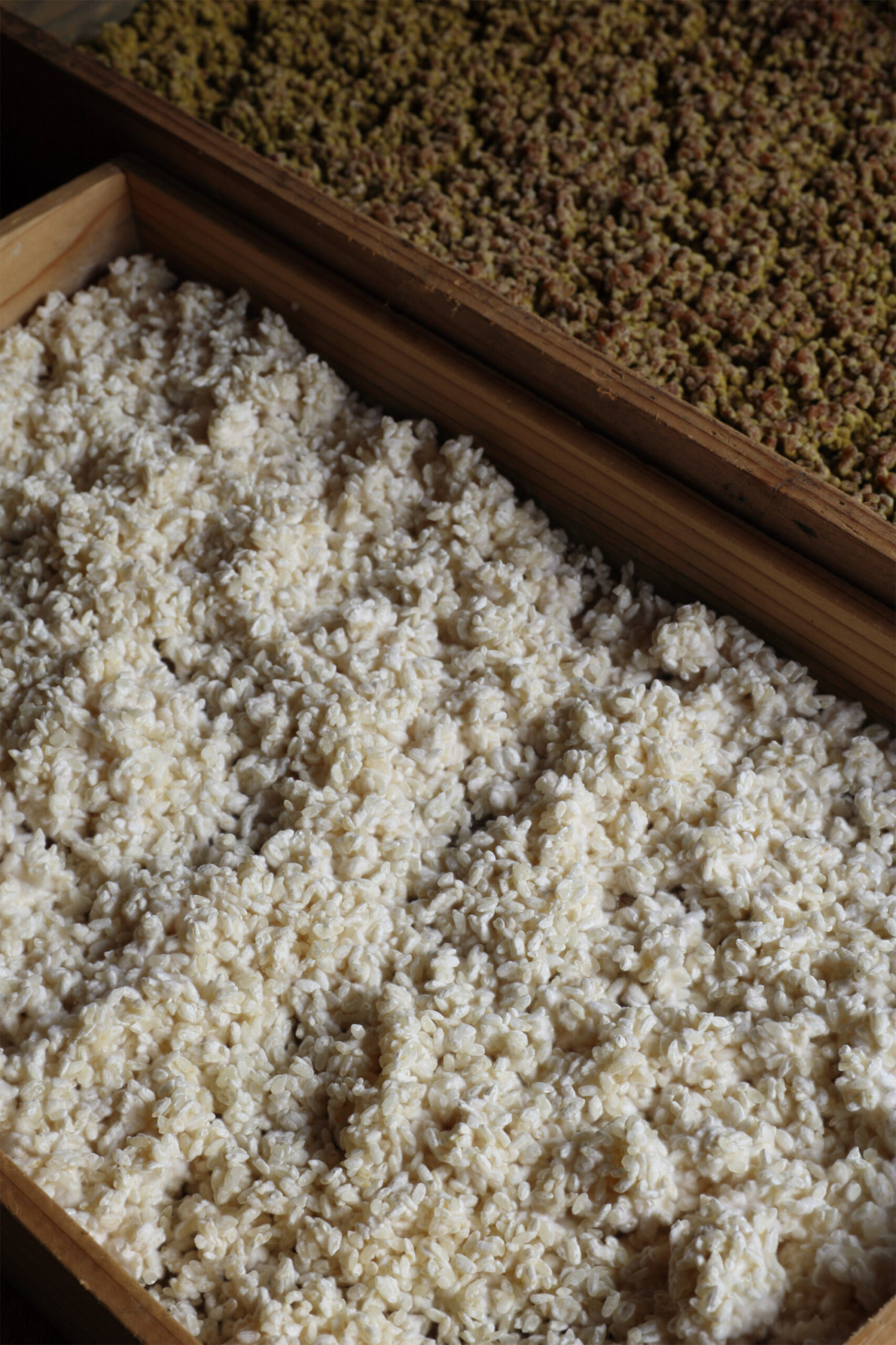 ようこそ発酵蔵へ【麹　Koji】　神奈川・菊名「小泉麹屋」