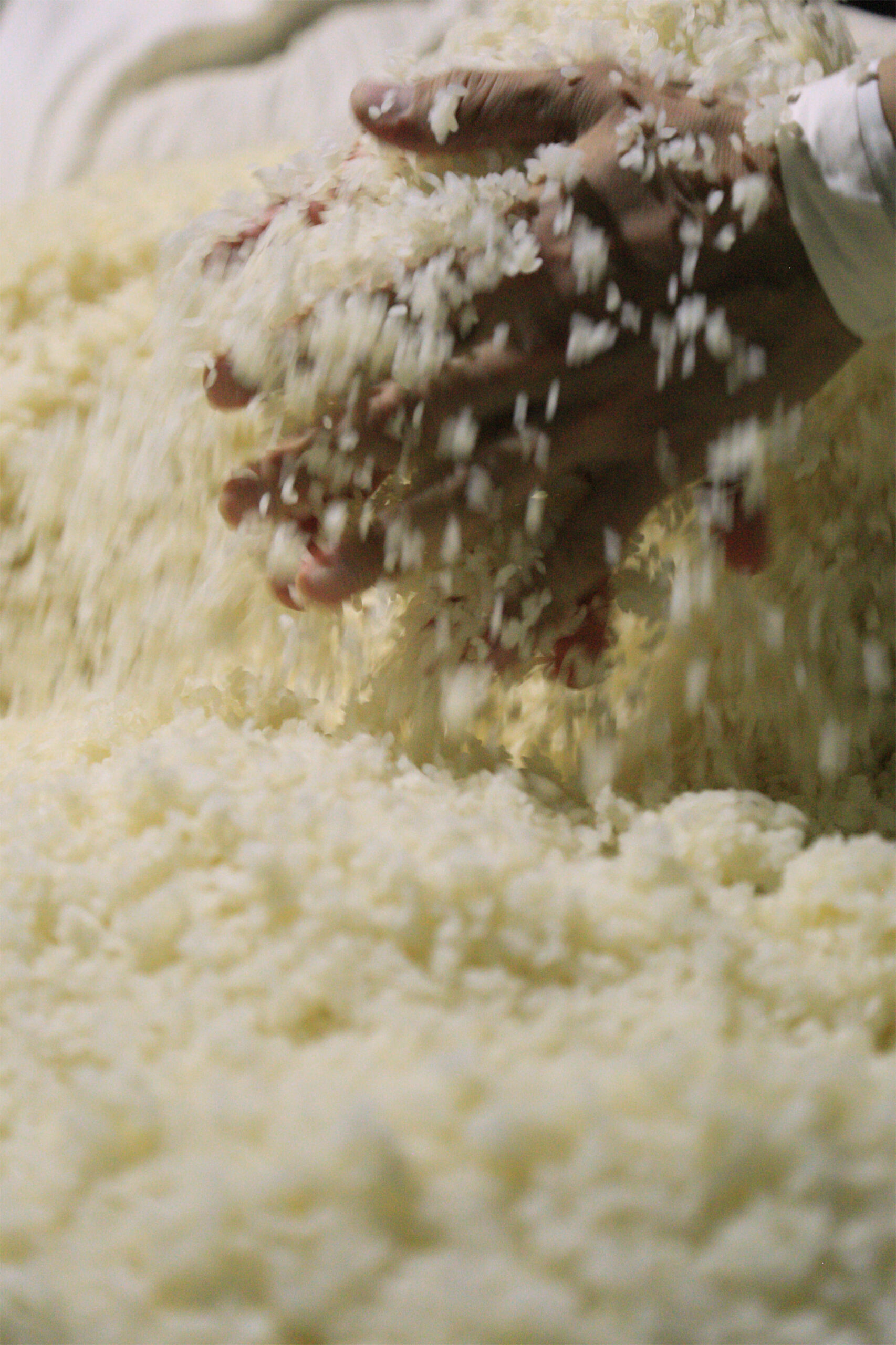 固まった麹を丁寧にほぐす。手触りや香りで、麹の状態を見極める。