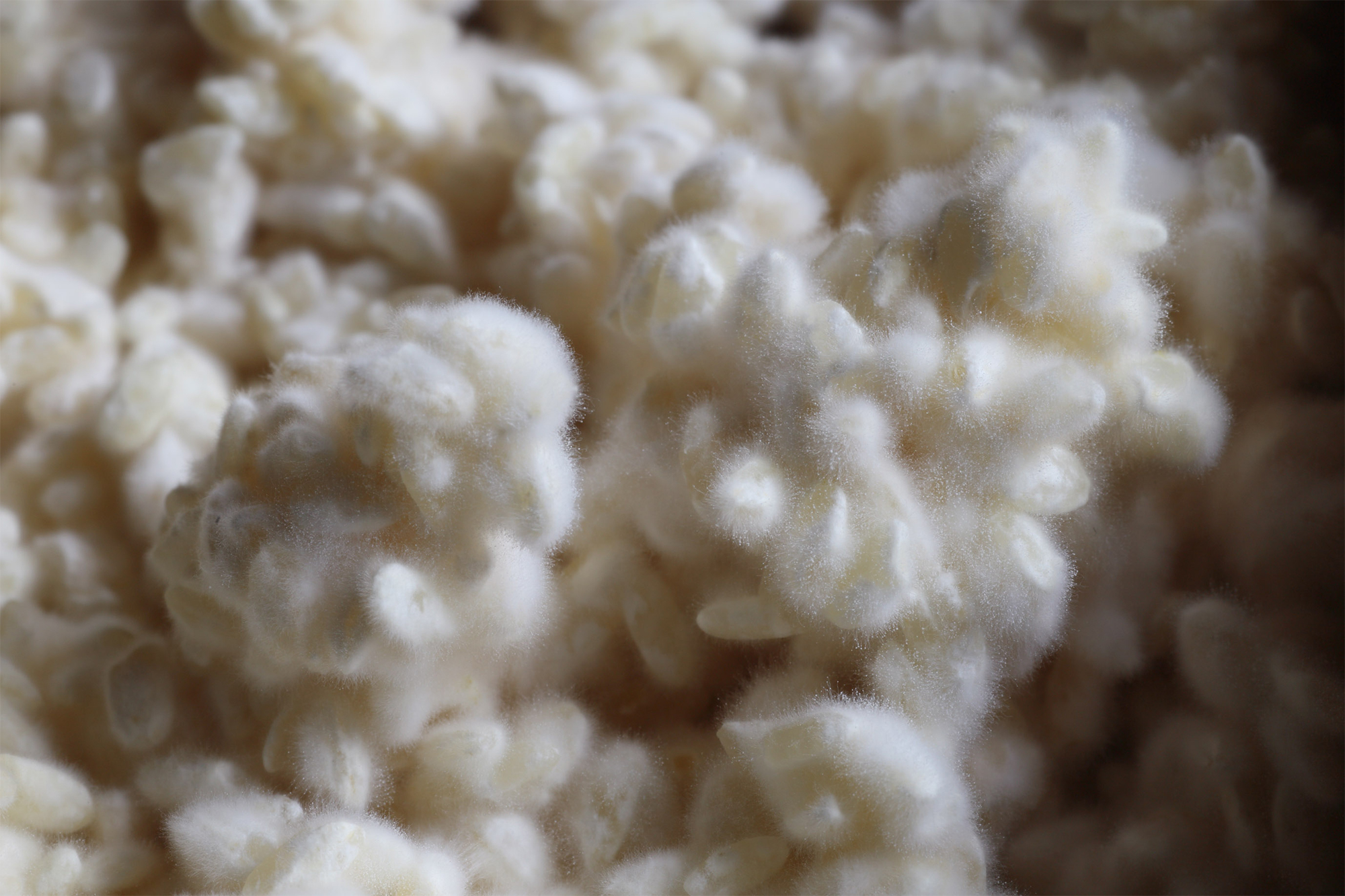 完成した麹は表面がふわふわとして、甘い香りが漂う。