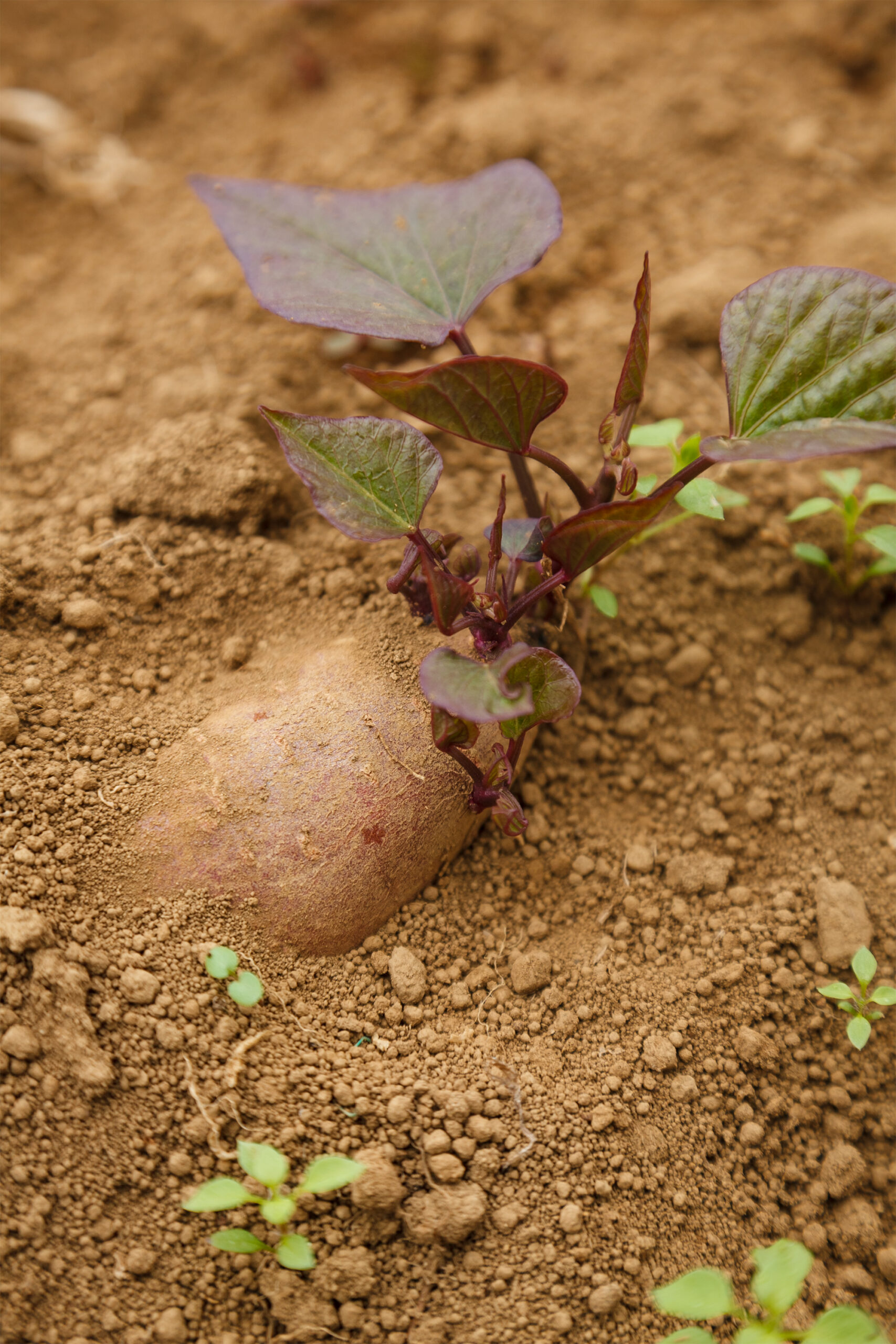 日本 ［静岡］ 連作、無肥料、無農薬で力強く育てる 未来に届けたい日本の食材 ＃11自然農法の野菜