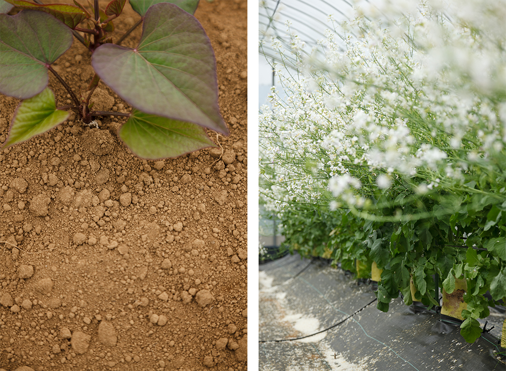 たっぷり空気を含んだ生きた土で、根を育てる。収穫後は、トラクターではなく、根が作った穴をなくさないよう耕運機で浅く土を耕し、栽培中も20日～１カ月に１回、条間（作物を植えた列と列の間）の土を浅く耕し中に空気を送り込む。採種用に植えられたダイコンも２ｍ近くまで育つ。