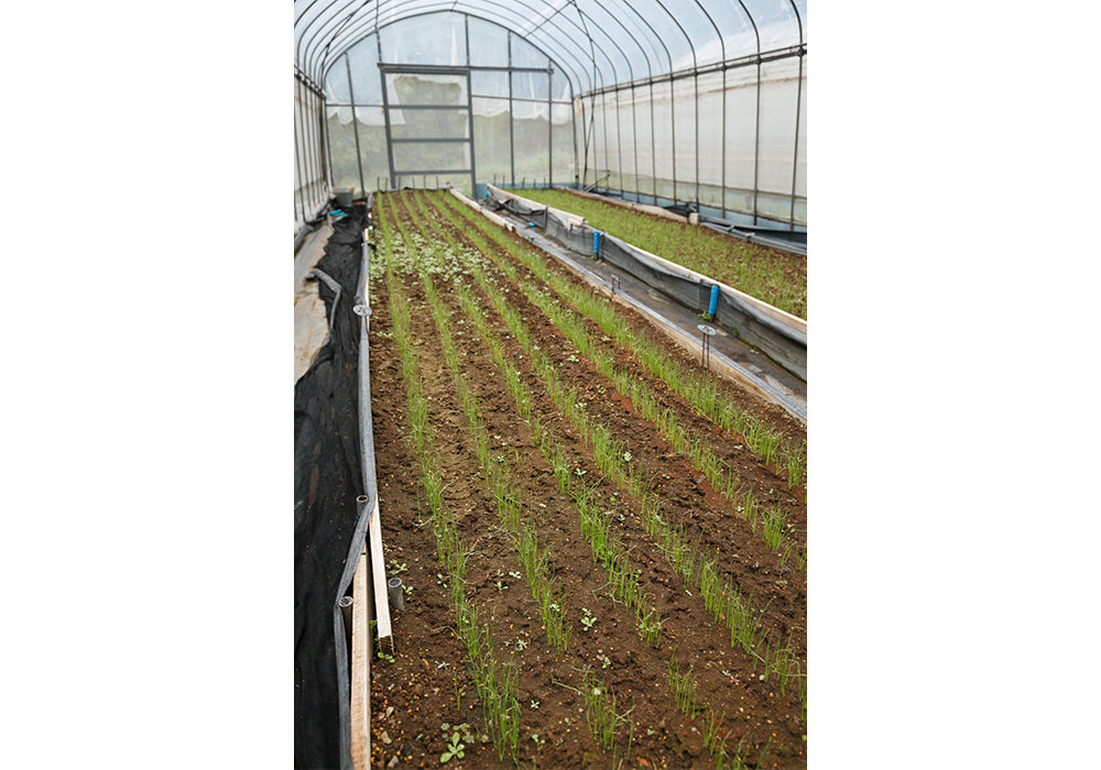 ネギの苗を育てる土は12年、連作、無施肥。土の力だけで育つことを証明している。