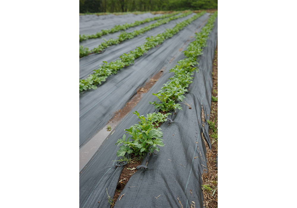 「岡田は熱と水をよく吸収させると土は固まりにくいと考え、防草シートをかけた栽培方法 に。自然農法は人間が何もしないことではなく、自然の力をよりよく生かす農法」と阿部さん。