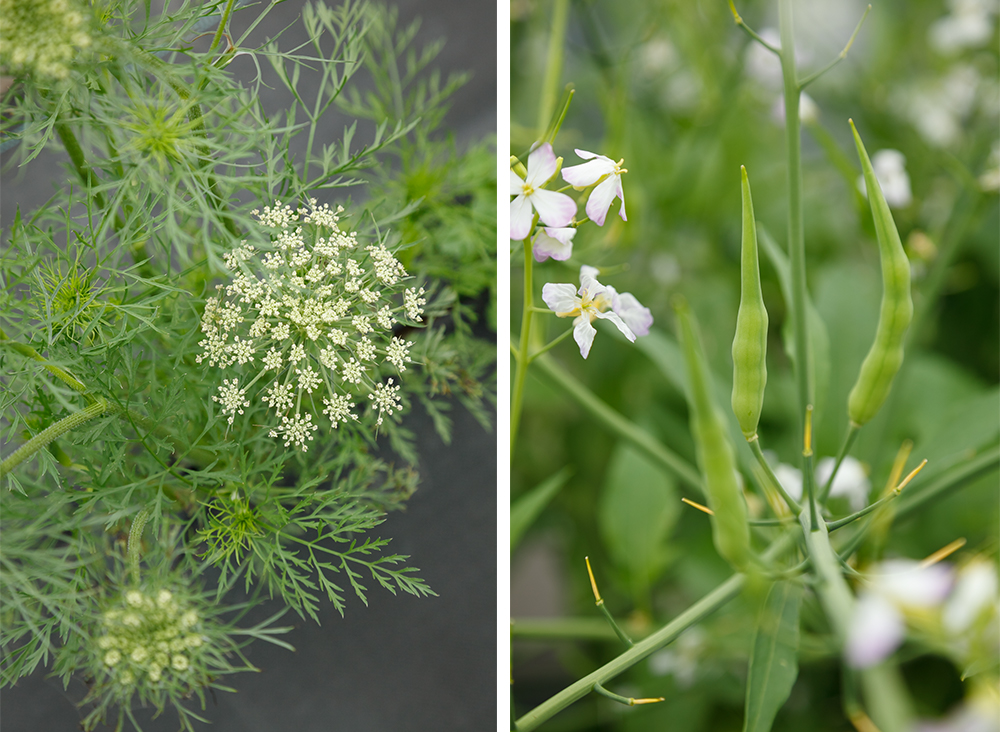 （写真左）ニンジンの花。１番と２番に咲いた花から種を採る。 （写真右）ダイコンの種は１莢に３～６粒。種を撒く時も３～５粒ずつ撒くとよいそうだ。