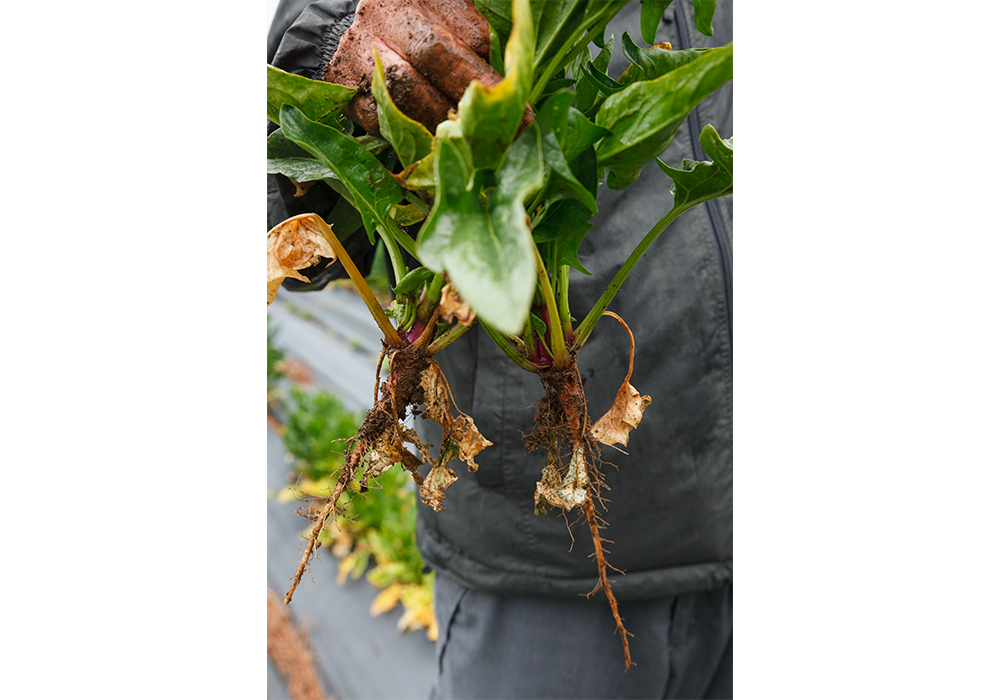 自然農法は根が土を耕す役割を担うため、長く伸び、ひげ根が多いのが特徴。