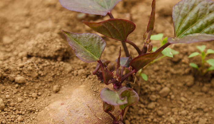 Japanese Ingredients for the World’s Top Kitchens ＃11<br />
NATURAL FARMING