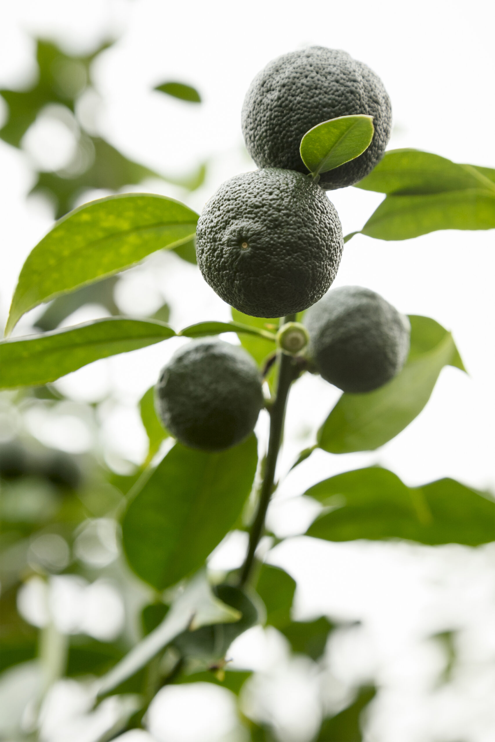 日本 ［高知］ 端境期をつなぐ温室育ちの青柚子 未来に届けたい日本の食材 ＃12ハウス柚子