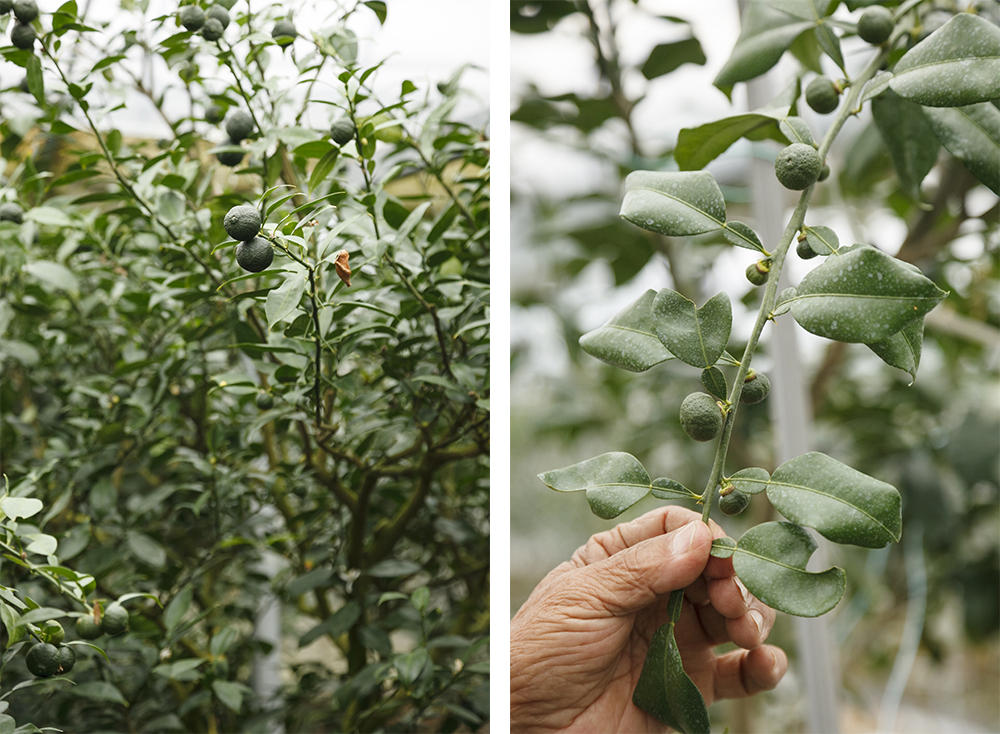 自然な間引きで、結実するのは１枝３～４個。柚子は開花後、枝に連なるようにいったんは結実するが、多くは途中で落ちてしまい、枝先に近い３～４個の実だけが残る。収穫できる数がスダチなどに比べると極端に少ないため、値段も１個500円ほどと高価に。流通も限られ、稀少品となる。