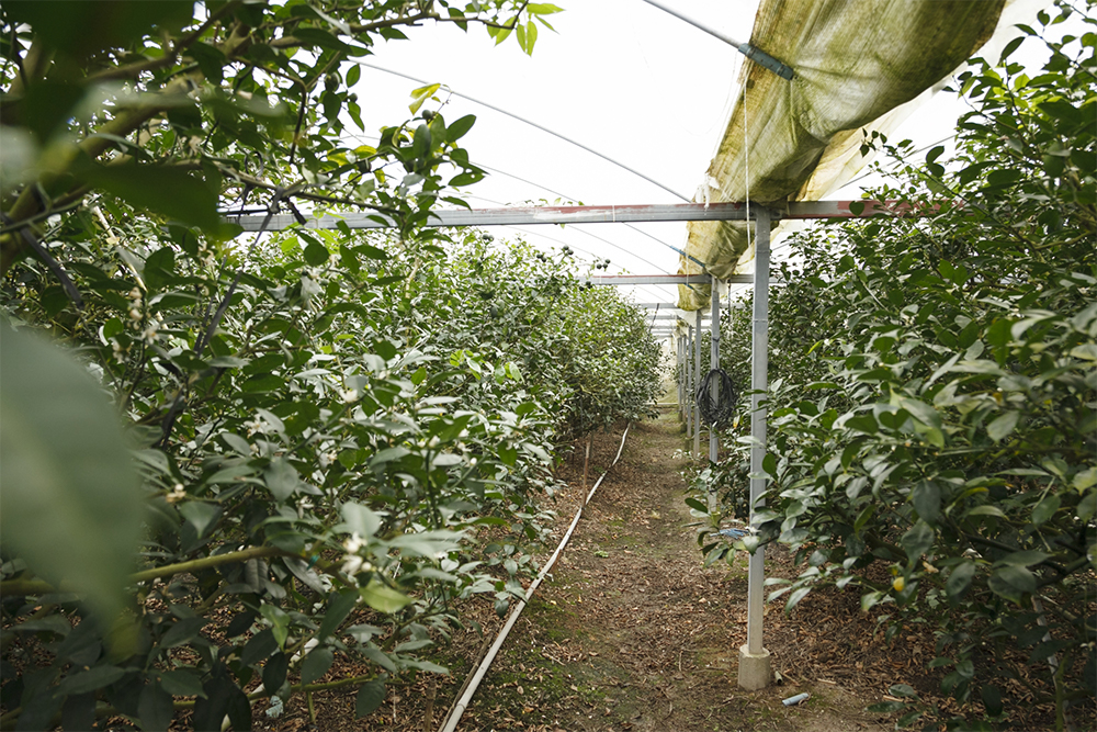 訪れたのは３月だったが、ハウスの中は梅雨時のような蒸し暑さ。