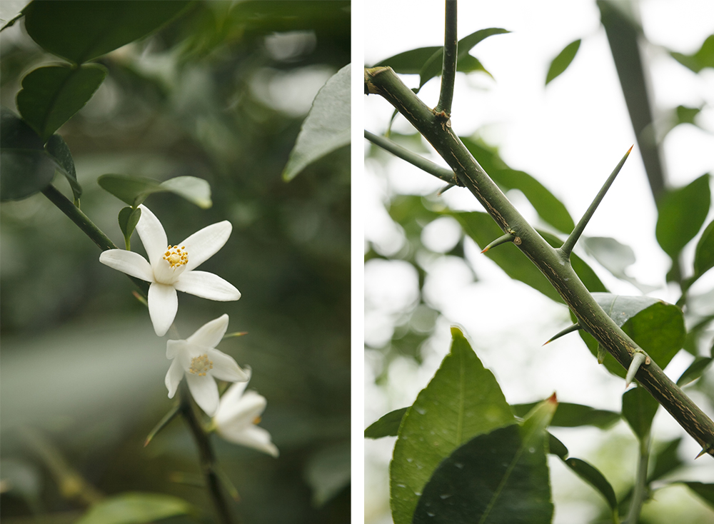 （写真左）４月からの収穫に向け、早いものだと１月末ごろから柚子の花は少しずつ開花していく。 （写真右）木に近づくと、枝に鋭いトゲがたくさん生えているのがわかる。作業中の刺し傷も少なくないそうだ。