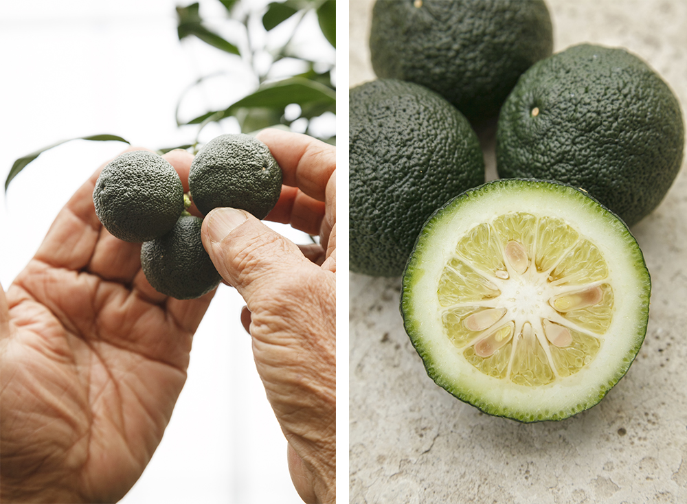 （写真左）一番気を使うのが収穫の時。皮はしっかりとした厚みをもっているが、物に当たったり乱暴に扱うと、すぐにうっすらと黒いシミができて商品価値を下げてしまう。 （写真右）青柚子は皮が命。輪切りを１枚、お酒や椀ものに浮かべるだけで、見た目も風味も清涼感が一気に増す。