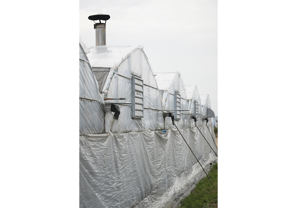 ハウスは煙突付き。安定した温度と湿度で育てられる。