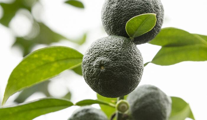 Japanese Ingredients for the World’s Top Kitchens ＃12<br />
GREEN HOTHOUSE YUZU