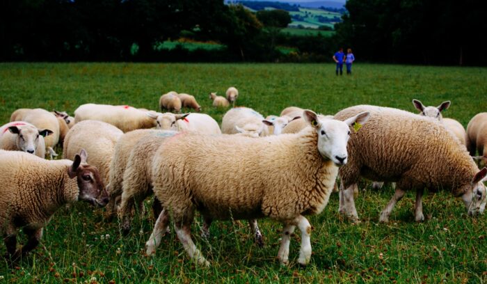 風味豊かで高品質なアイルランド産ラム肉が輸入開始