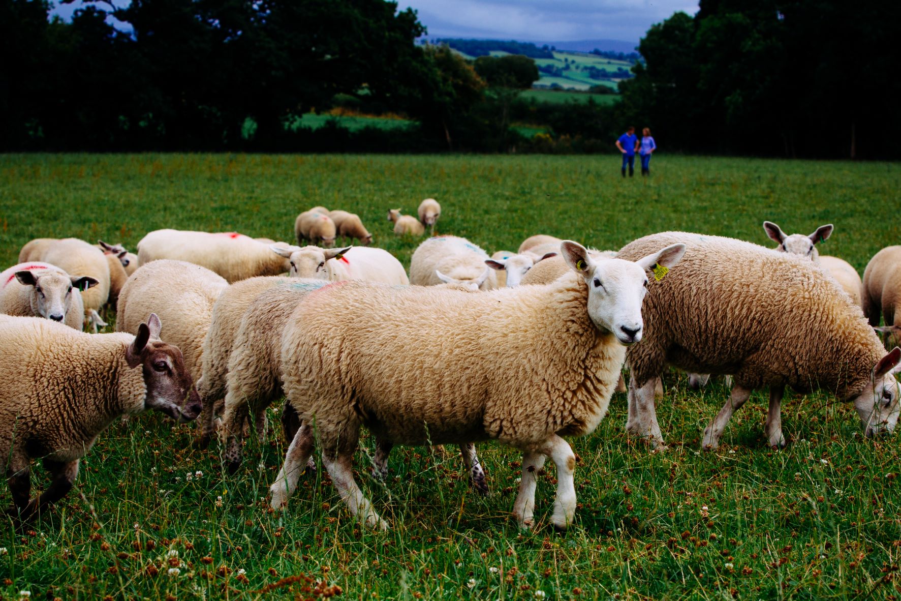 風味豊かで高品質なアイルランド産ラム肉が輸入開始