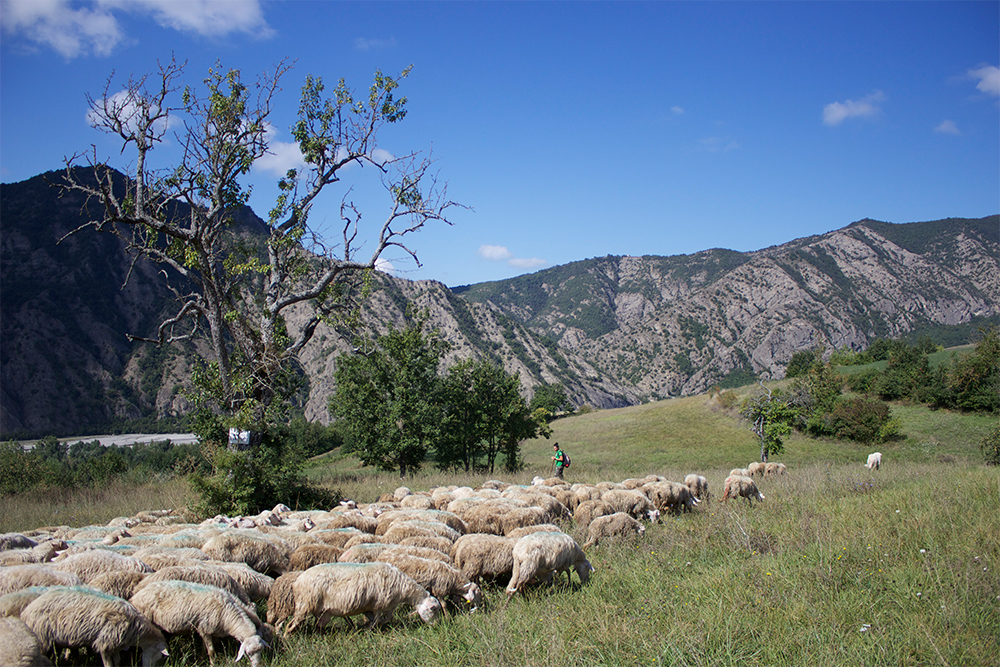 およそ20年前、ここヴァル・ボルべーラの有志が情熱と頑固さをもって「モンテボレ（Montebore）」というチーズを甦らせた。