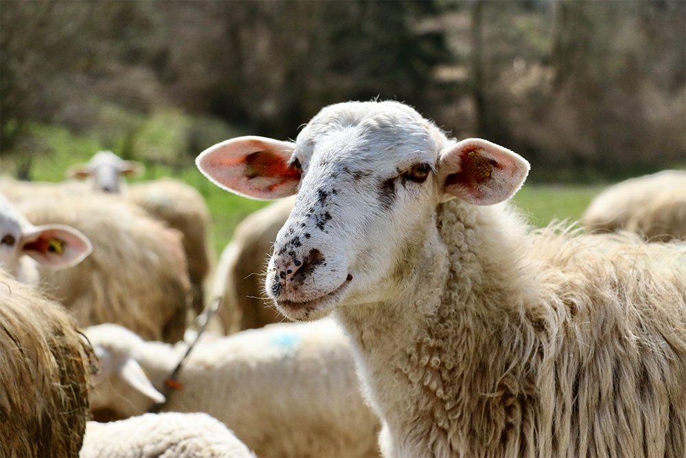 彼らの提供するものには質が悪いものなど一つもなかった。いや、質を求めすぎたのがいけなかったのかも知れない。残念なことにこの協同組合は2019年、経済的な問題を生み、モンテボレチーズの存続をも危機に陥らせる形で解散となった。