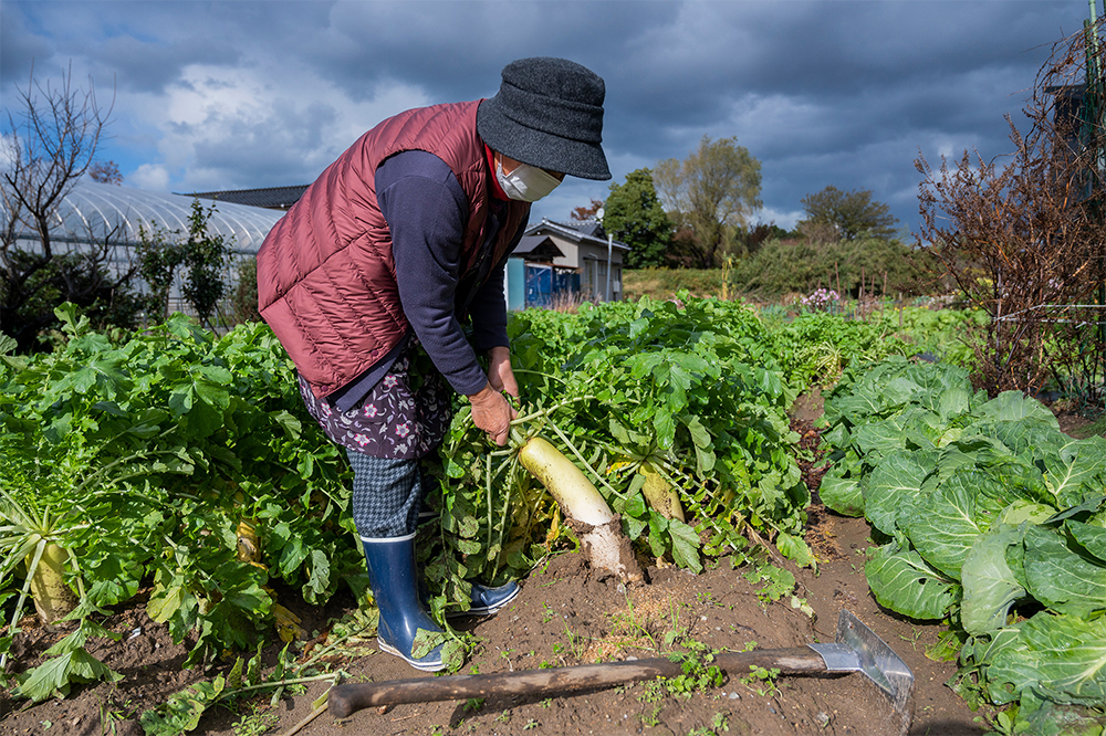 自宅近くの畑で大根をはじめとする冬野菜が作られていた。