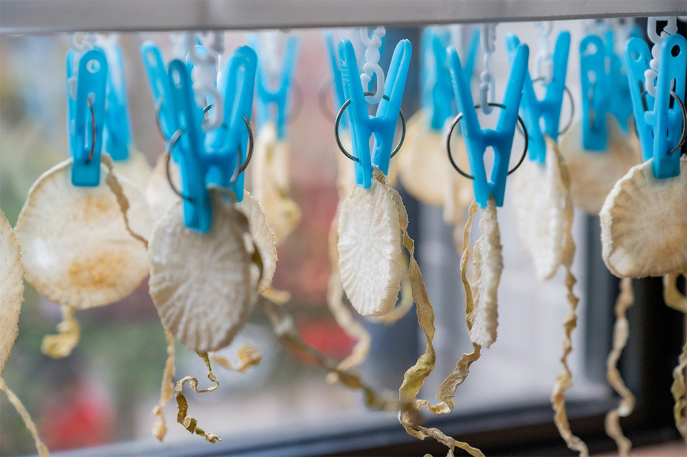 直径12cmほどの大根を輪切りにし、１枚ずつ干す。ザルがなければ、洗濯干しを代用してもいい。