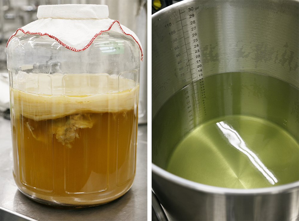 日本の強みを生かした新しいコンブチャ作り。コンブチャ作りを支えるスコビー（写真左）に加え大切なのがベースのお茶だ。大泉工場では、国産の緑茶と紅茶を使用。濃く出すとエグミが味のバランスを崩すため、抽出は薄めに。長いお茶の文化を持つ日本の強みを生かしたコンブチャ造りに今後、益々期待が集まりそうだ。