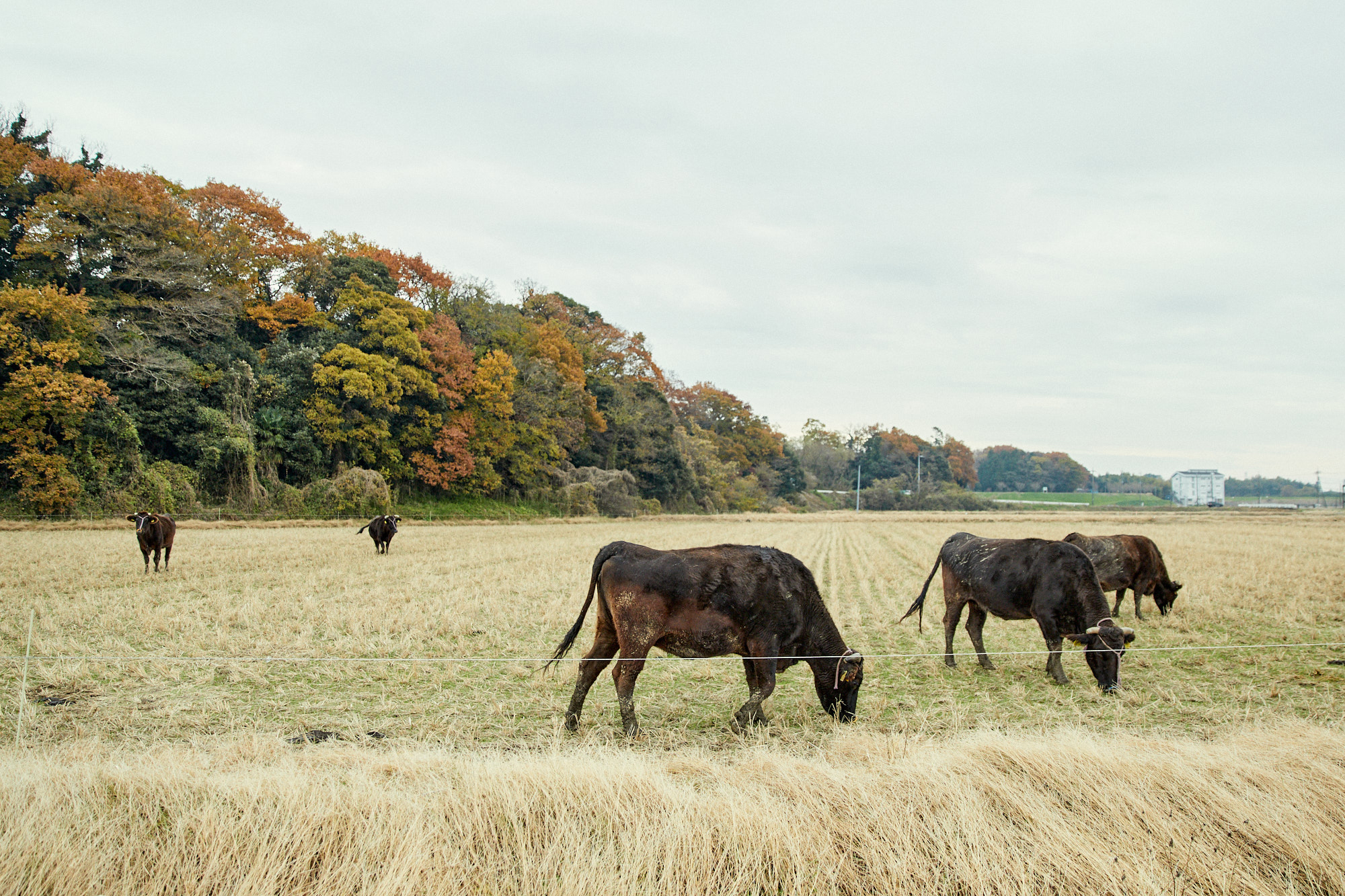 母牛を放牧し、肥育牛の肉質を上げる。広大な農耕地を生かした、農畜連携の無理のない飼育法。