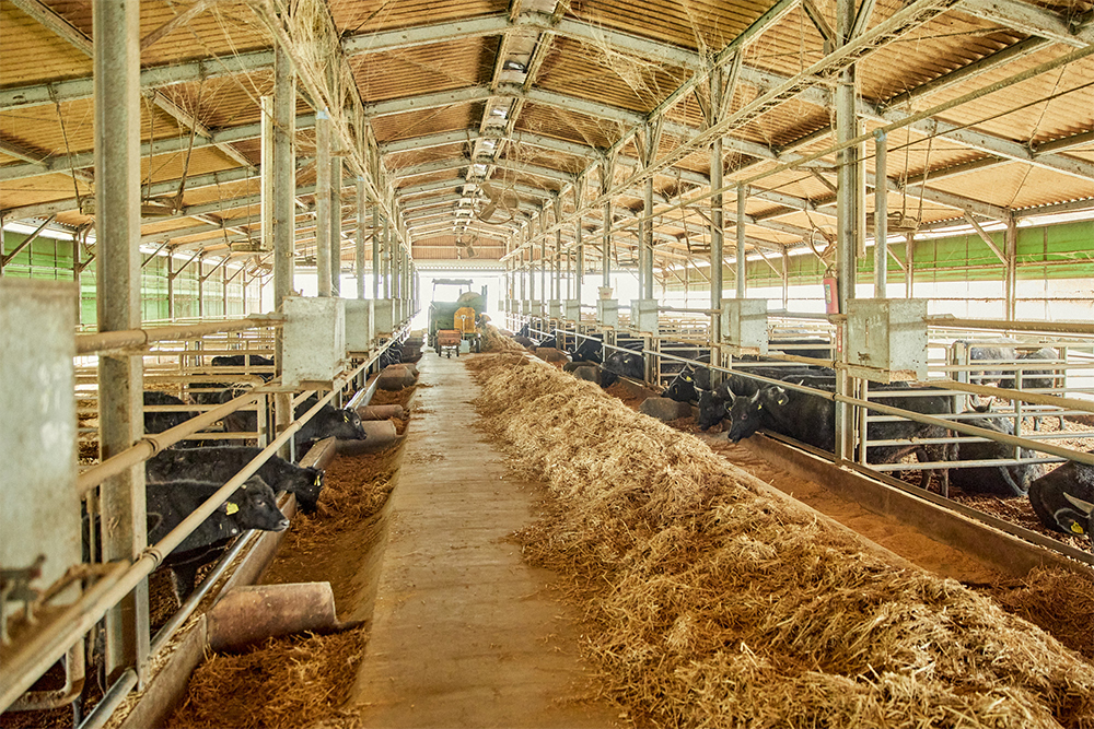 「ドリームファーム」の由来は、目標・希望・夢を持って経営に取り組めば「苦」も「楽」となる、という経営理念から。