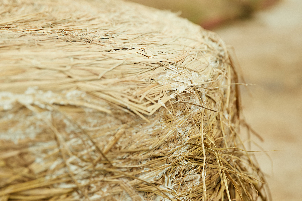 飼料用専用品種は、生育が旺盛で、高い草丈でも倒れない強いものを選ぶ。