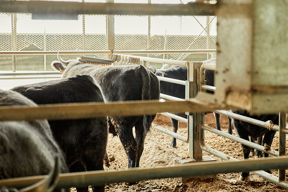 背中を掻く専用のブラシを設置。牛が少しでも不快になる要因には細かく対策を講じる。