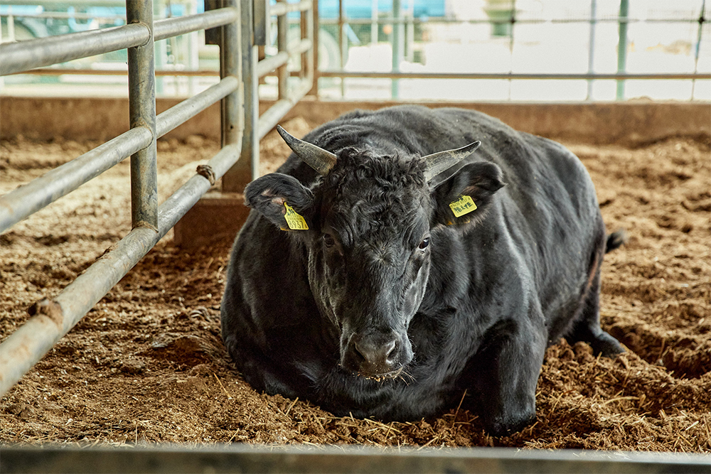 肥育牛。背中に凹みができるのもよい肉質の証。