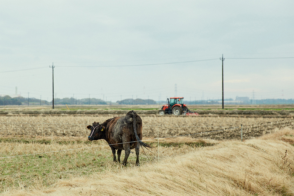 放牧から引きあげる時は、見違えるほどのコンディションで戻ってくるという。放牧を始めてから、難産がほぼなくなった。