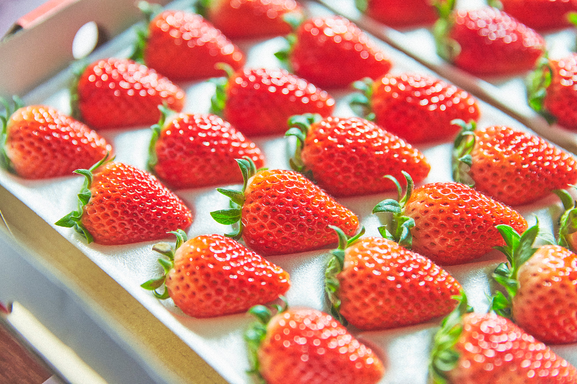 日本［茨城］イチゴらしさ溢れる豊かな果実味「いばらキッス」【茨城直送便04】