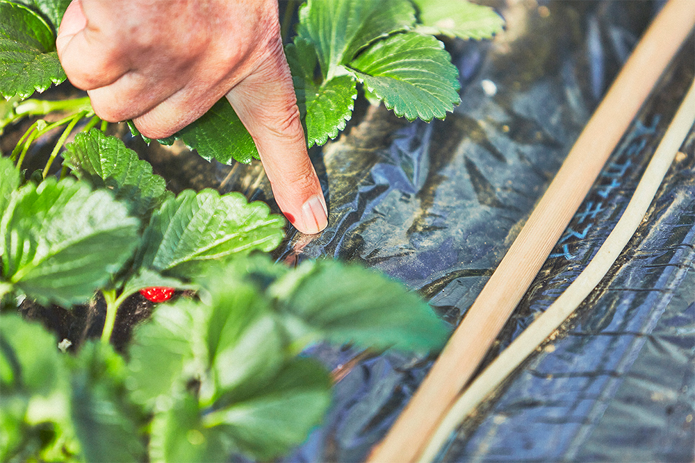 水やりは、チューブを通じて点滴灌水。必要に応じて酸素や液肥も水を介して与える。