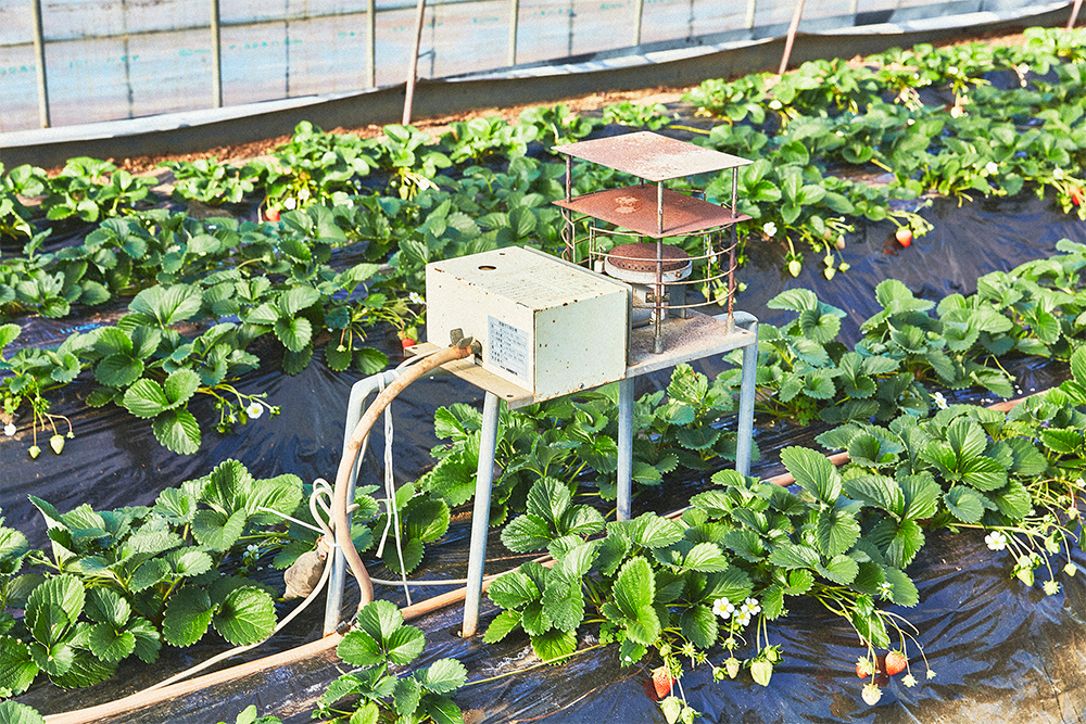 ハウス内には環境センサーを導入し、気温や湿度、炭酸ガスの量を管理。