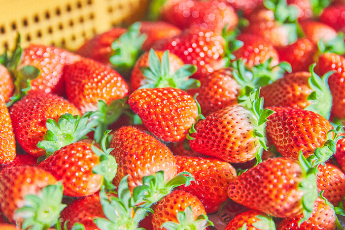 イチゴらしさ溢れる豊かな果実味「いばらキッス」