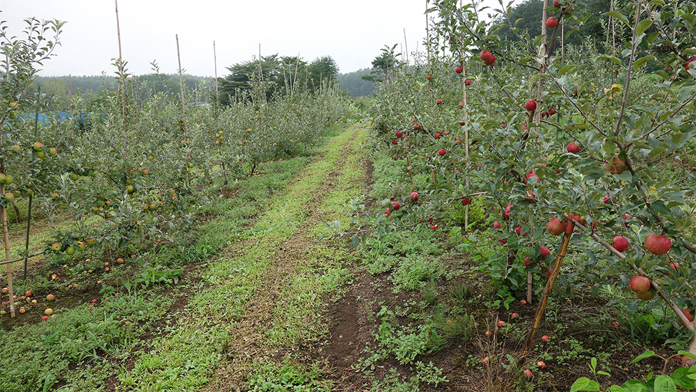 隣接した果樹園は広さ約8,000㎡。東南が開けた、標高900mのゆるやかな斜面に広がる。酸味、苦味の強い加工用の20品種700本を植樹。