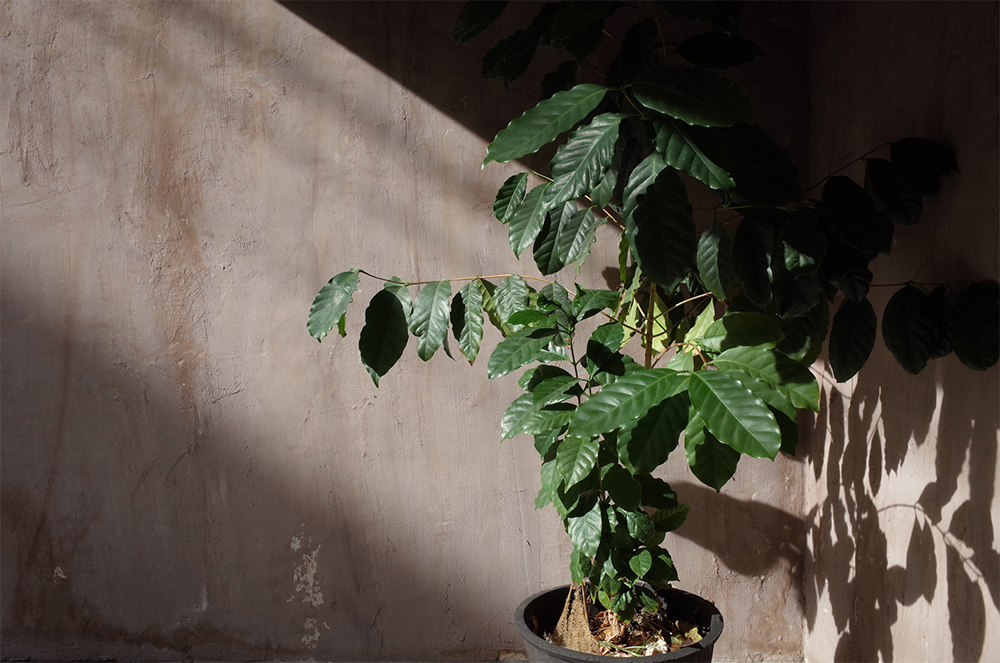 森光マスターからいただいたモカの苗は何度も枯れそうになりながらも、店の入り口で少しずつ育ち、我々を見守ってくれている。