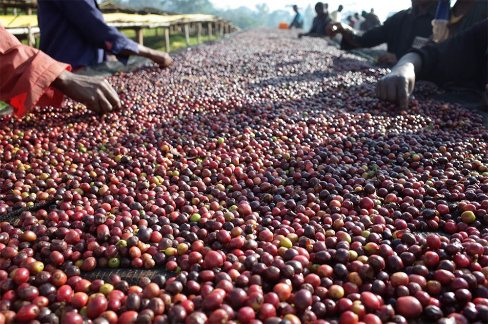 イルガチェフェの精選風景。朝のひんやりする時間から未熟な果実を取り除く作業を繰り返す。