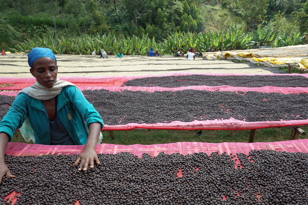 ベンサの精選風景。乾燥しながらも欠点豆を取り除く。豆のポテンシャルに加え、労働者の丁寧な作業により、モカ珈琲の香りの質が高められている。