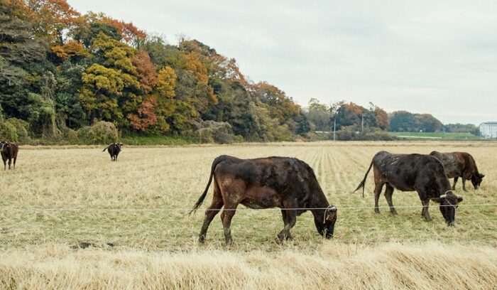 母牛を放牧し、肥育牛の肉質を上げる。広大な農耕地を生かした 無理のない飼育法。