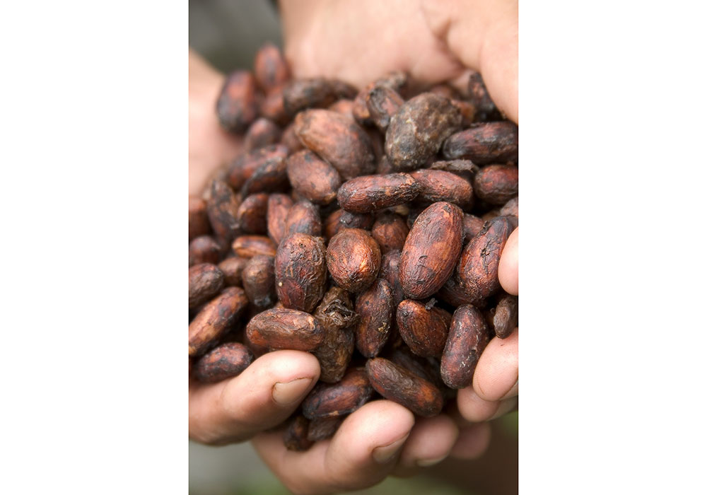 農園から未来を創る。オーガニック・フェアトレードチョコレート「KAOKA」のタブレットが数量限定発売