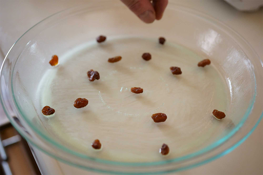 （B）バターは刷毛で中央から放射線状にムラなく均一に塗り広げる。半量のレーズンを「リハビリを兼ねて」等間隔に置く。