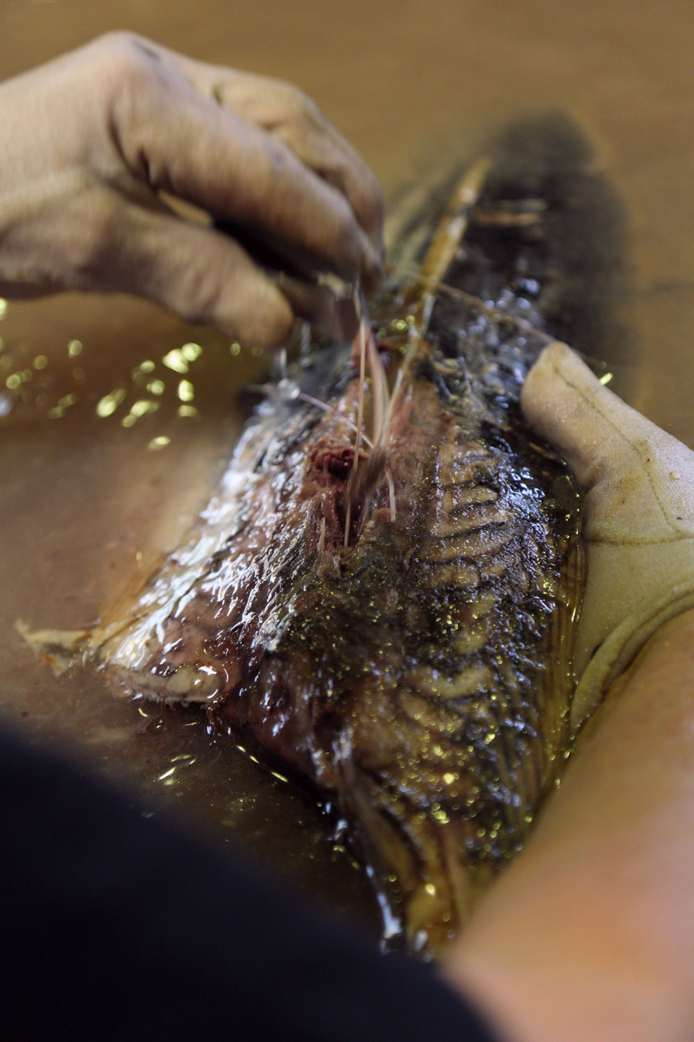 骨が残ってしまうと乾燥中に身が曲がるため、丁寧に取り除く。