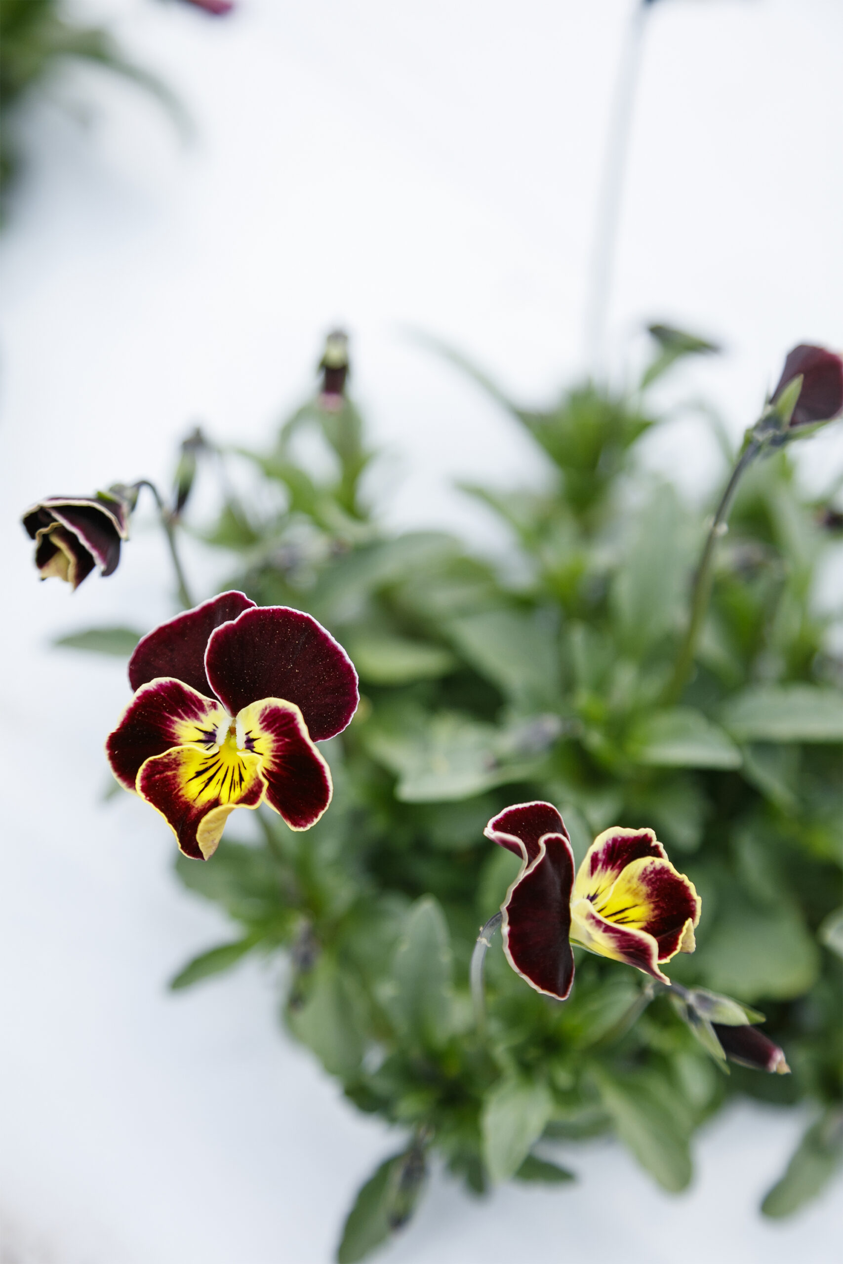 日本 ［東京］ 食べて「おっ」と驚くエディブルフラワー 未来に届けたい日本の食材 ＃14エディブルフラワー