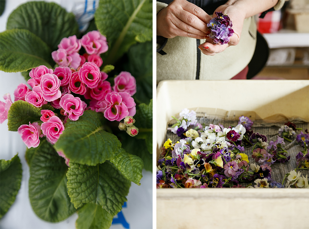きれいな葉を作らないと、美しい花は咲かせられない。美しい花にするには、光をしっかり受けとめるきれいな葉を作ることが大切。そして苦味やえぐみを抑えるよう、ビニール越しの柔らかな光で光合成を促し、植物性の肥料でじわじわと育てる。収穫した花は小さなブーケに仕立て、十分に吸水させてから出荷。これで生き生きして日持ちもする。