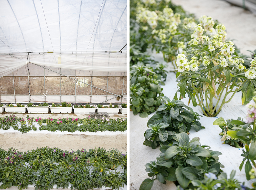 園芸場のある武蔵野エリアの土は、水はけがよく、花の栽培に適している。虫の大量発生を防ぐため混植にし、木酢液やニーム油などを用いて無農薬栽培のための工夫を重ねる。