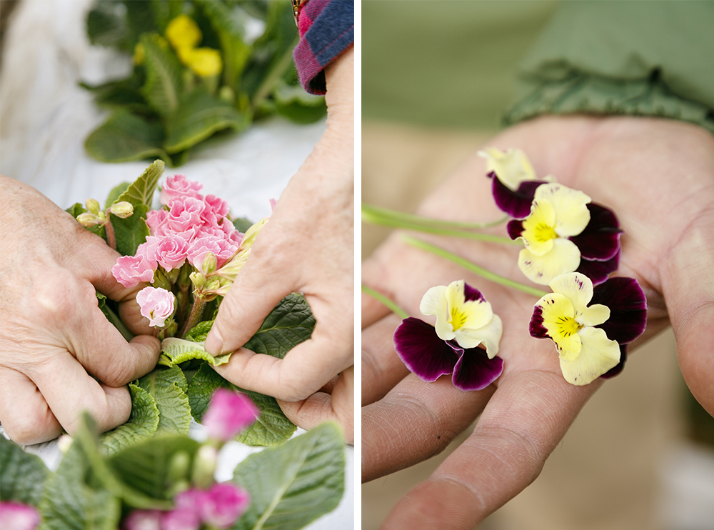食用花は小さく育てるのが基本。収穫後、吸水できるよう茎も付いた状態で収穫する。