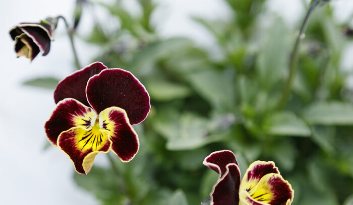 EDIBLE FLOWERS<br />
Blooms to Enjoy with All the Senses