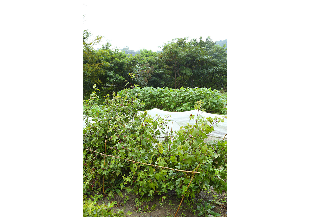 東京ドームがすっぽり入るくらいの広さがある「森と畑の学校」と提携して、スクール授業を行う。畑仕事のコーチングは、同学校を運営する農地所有適格法人パラダイスフィールドの伊藤力さん。月に１回集まって、畑仕事とキャニングを行う。（編集部注：2022年現在は、「逗子ののせ」で「畑クラブ」を開催）