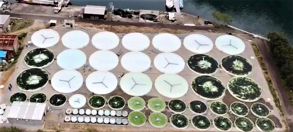 スジアオノリの陸上養殖モデル。深さ40cm、直径１ｍから20ｍの水槽を用い、生育段階に合わせて大きな水槽へと移していく。三重県以西の拠点では一年を通して生育・収穫している。 photo by SEA VEGETABLE COMPANY